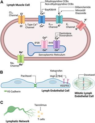 Drug-Related Lymphedema: Mysteries, Mechanisms, and Potential Therapies